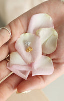 rose pierce / (１０分咲き)