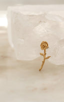 rose pierce / (１０分咲き)