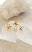 Osmanthus pierce